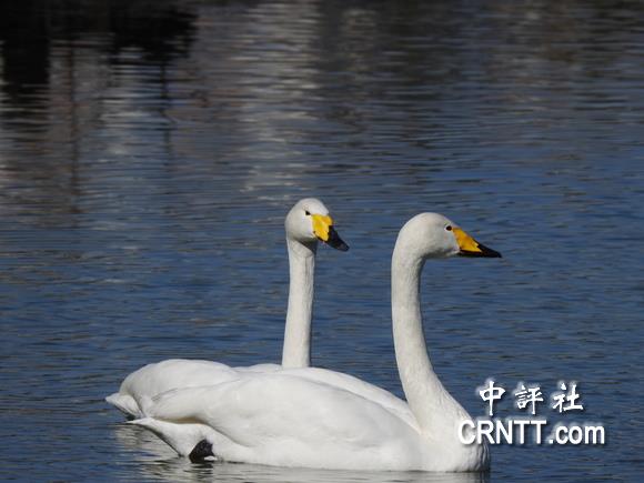 中评镜头：北京会议中心自然生态雁鸭乐悠游