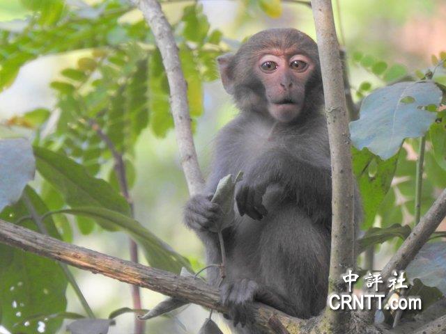 中评镜头：踏进高屏山区　台湾猕猴看着你