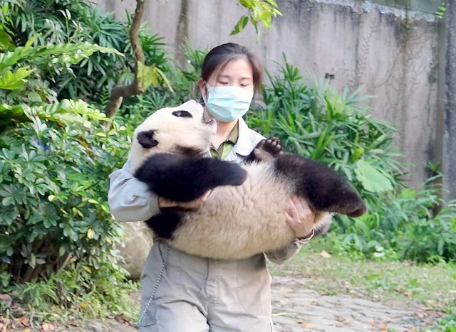 大熊猫“圆宝”户外玩　回家变成“脏脏宝”
