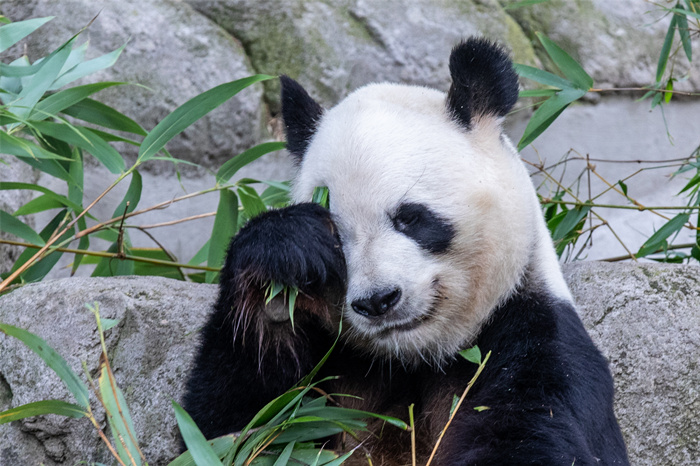 大熊猫“领衔”一批珍稀动物喜提“降级”