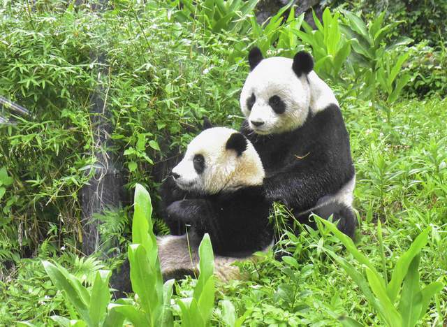 台湾天气转凉　大熊猫家族户外活动上场