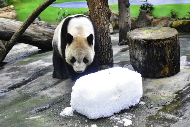 圆圆、圆宝一家亲　大熊猫家族冰上过圣诞