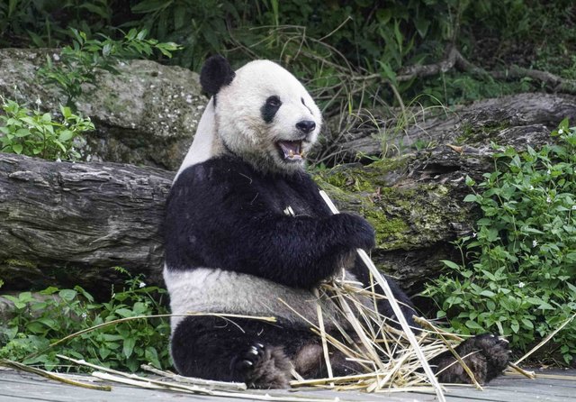 台北大熊猫“团团”流鼻血　鼻腔发炎无大碍
