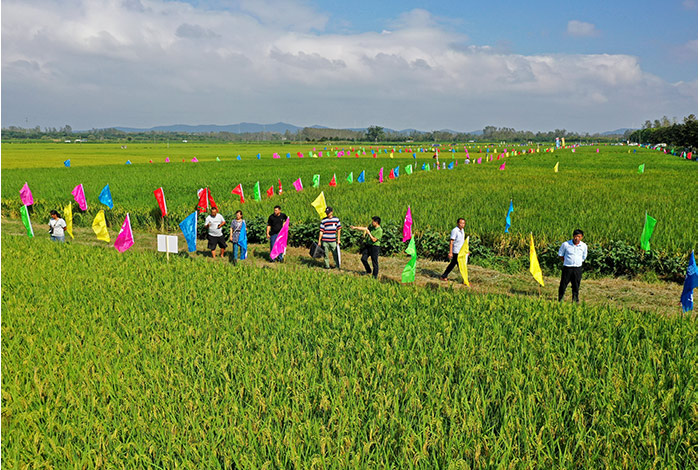 解析“植物胰岛素”　水稻增产新机制