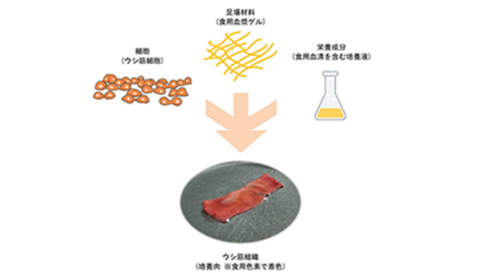 日本首次制成可食用培养肉