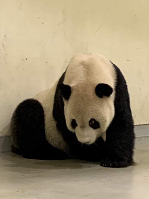 大熊猫“团团”三度癫痫发作　在麻醉中离去