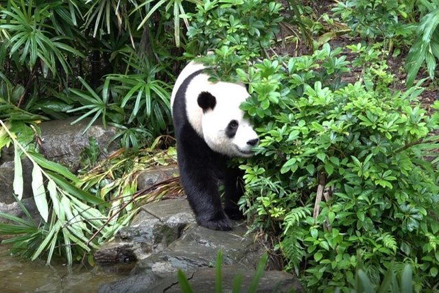 熊猫“圆宝”2岁5个月大　要展开独立训练