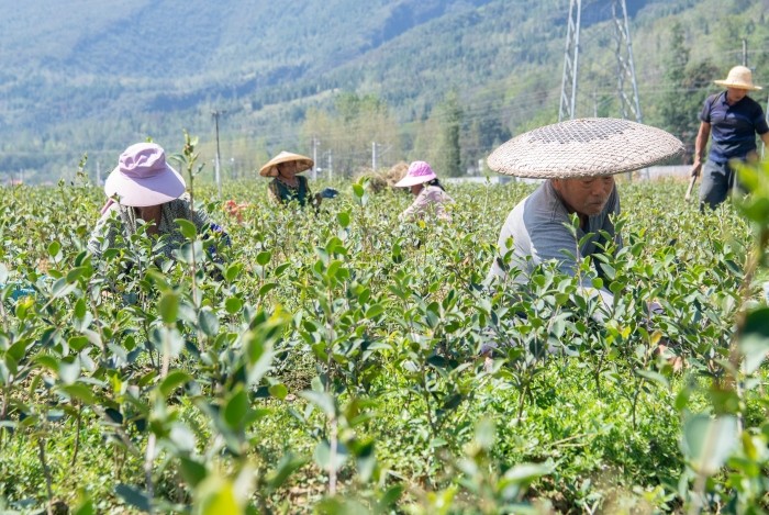 25年全国油茶种植面积将达九千万亩以上