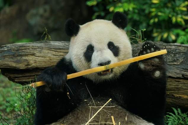 台北动物园大熊猫馆　圆圆、圆仔、圆宝摆拍