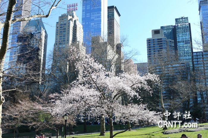 中评镜头：纽约中央公园樱花衬托建筑美景