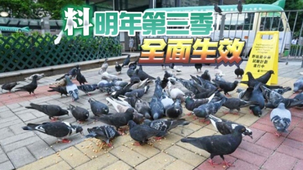 香港政府拟修例禁喂饲野鸽