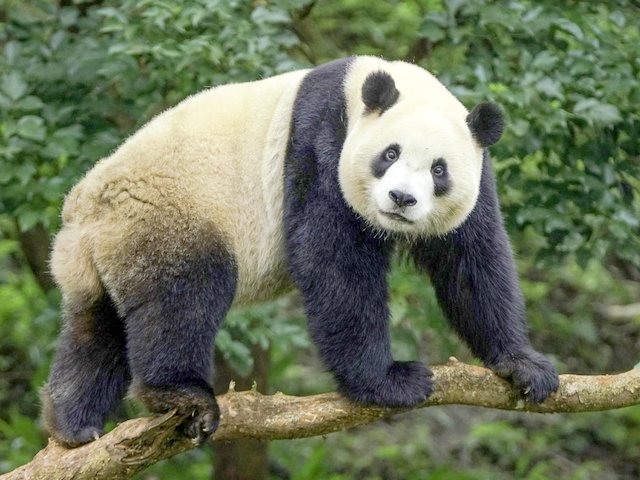 大熊猫圆宝迎3岁生日　台北动物园特制蛋糕